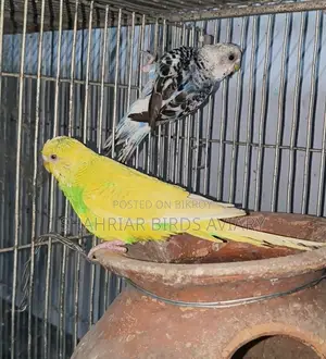 Budgerigar Birds (Running)
