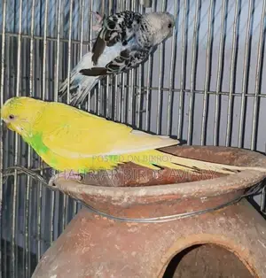 Budgerigar Birds (Running)