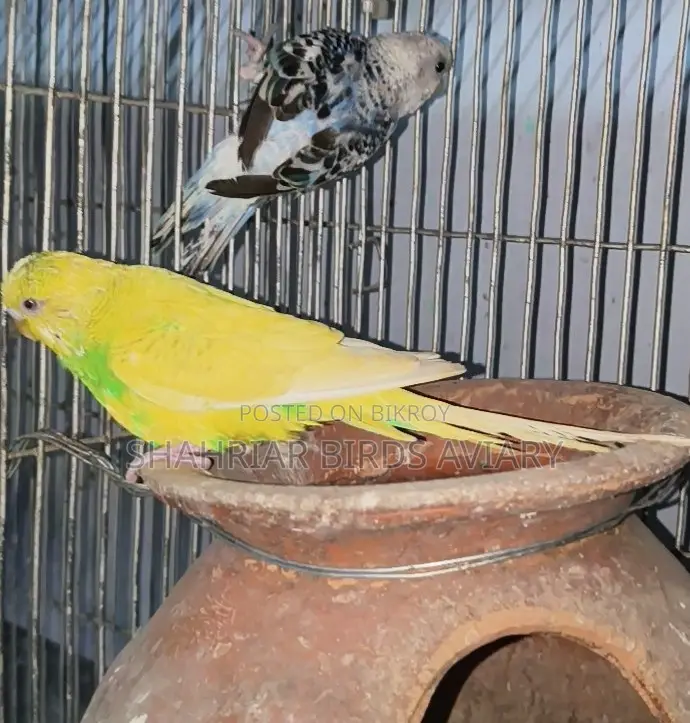 Budgerigar Birds (Running)
