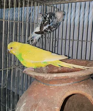 Budgerigar Birds (Running)