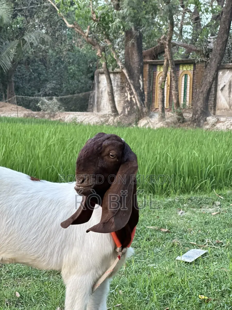 Goats for Sale