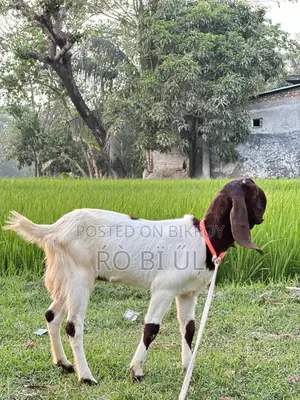 Goats for Sale