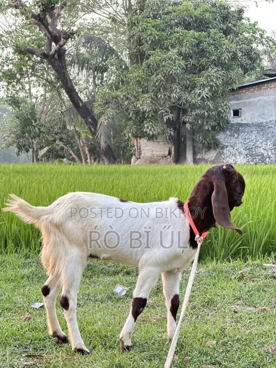Goats for Sale