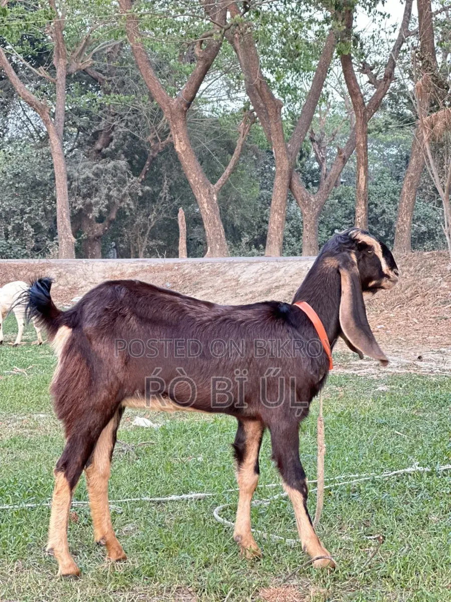 Goats for Sale