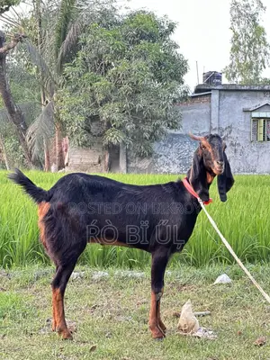 Goats for Sale