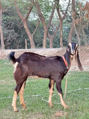 Goats for Sale