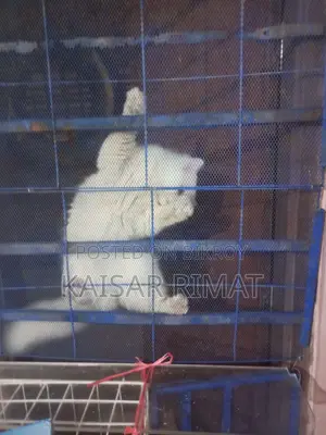 Persian Cat
