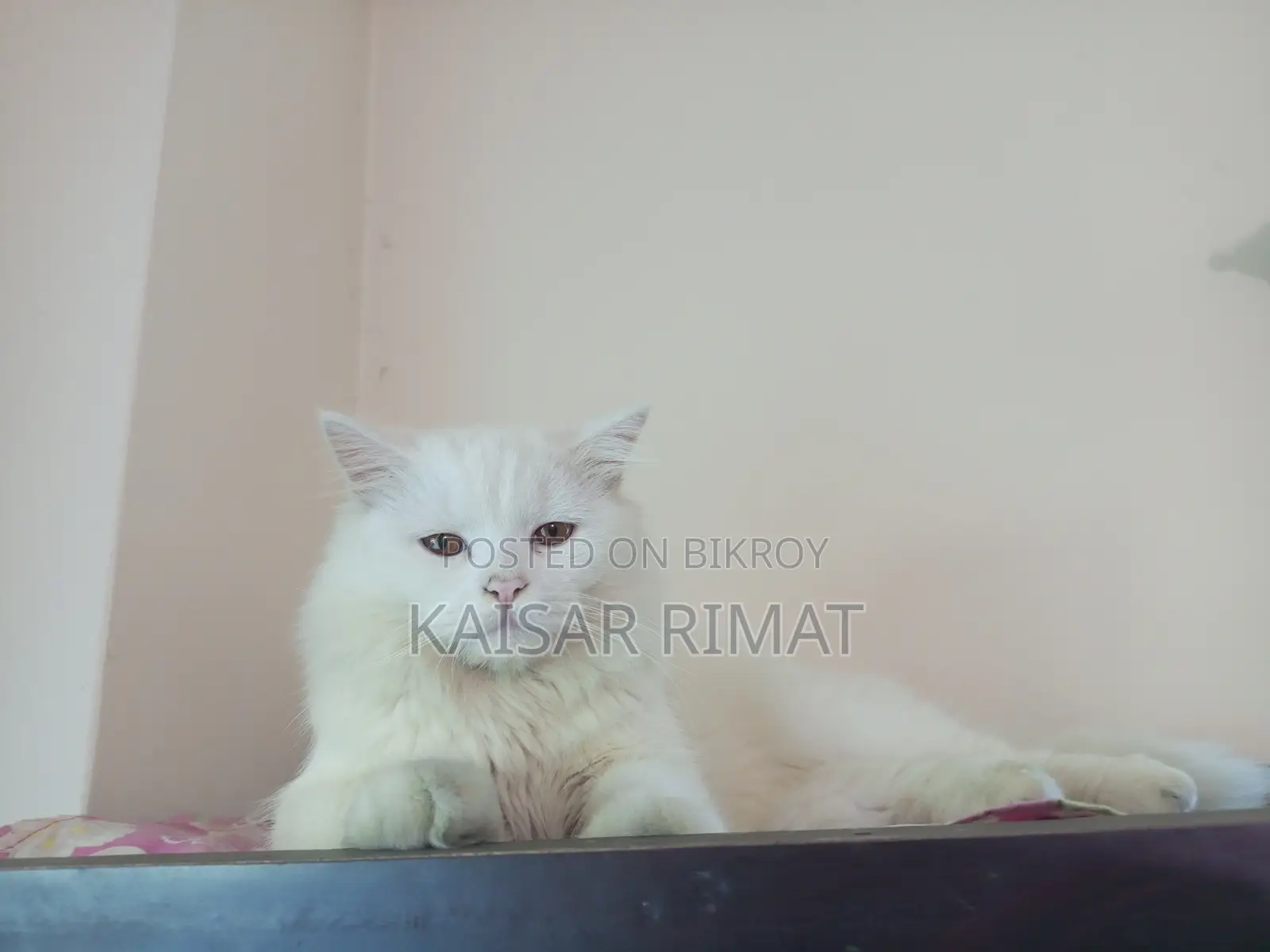 Persian Cat