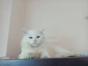 Persian Cat