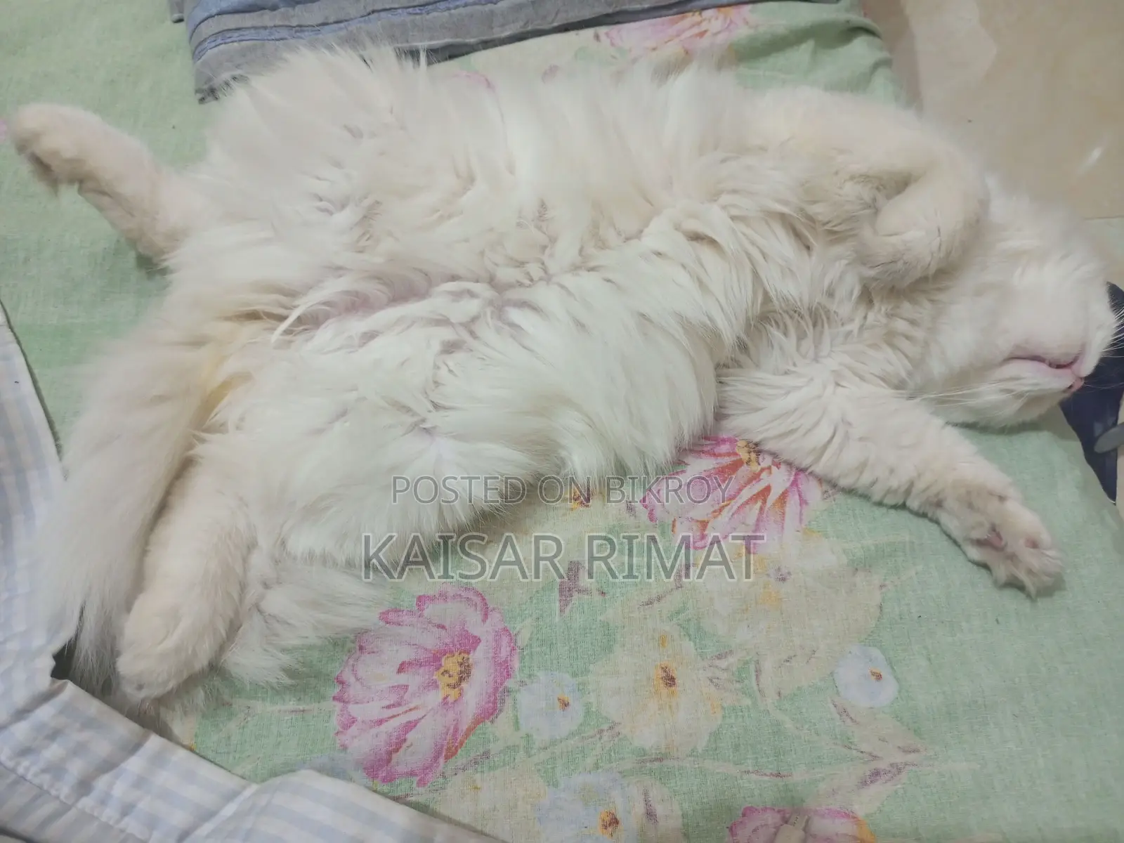 Persian Cat