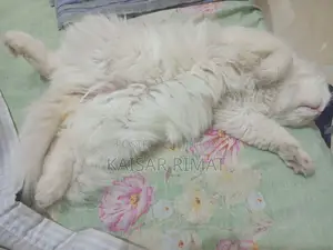 Persian Cat