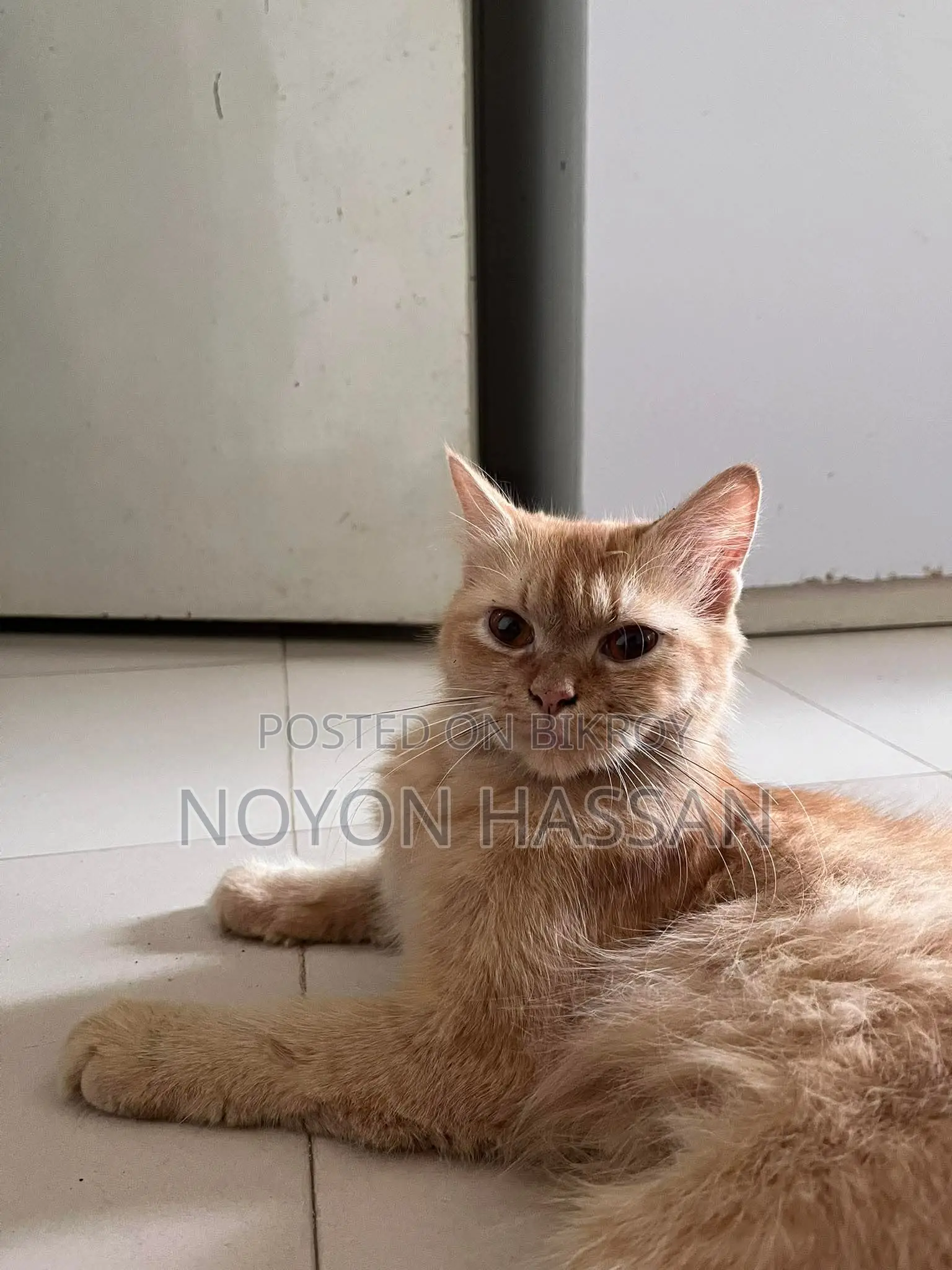 Female Persian Cat