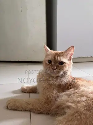 Female Persian Cat