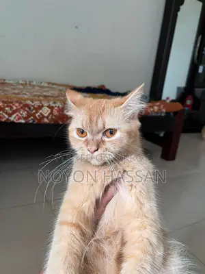 Female Persian Cat