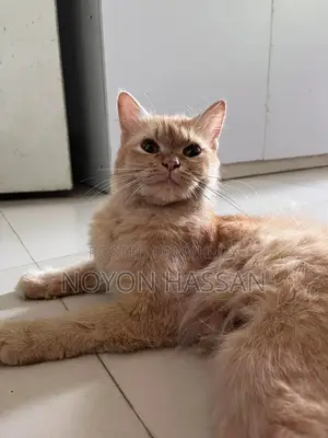 Female Persian Cat