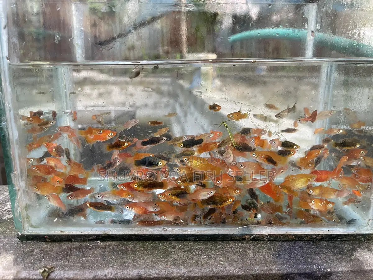 Platy Fish