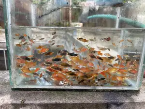 Platy Fish