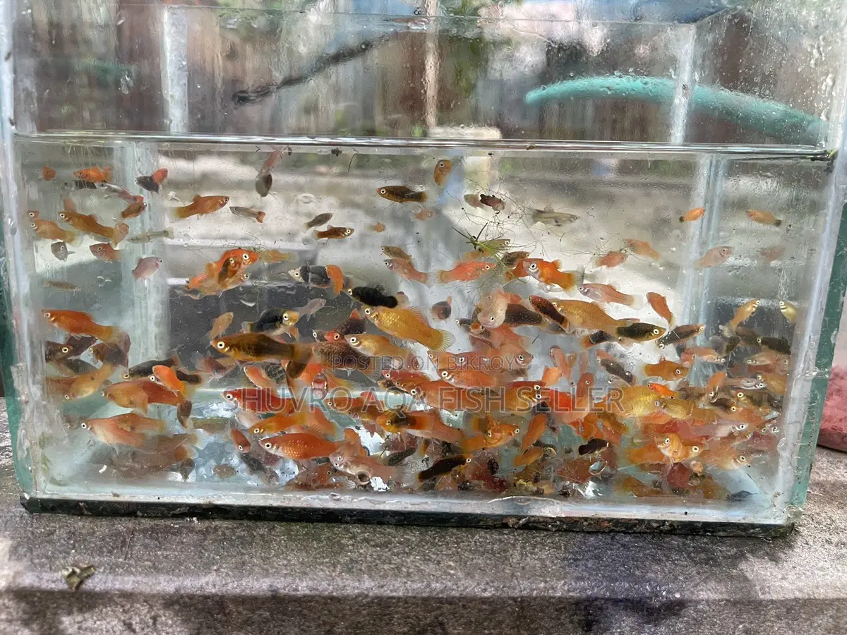 Platy Fish
