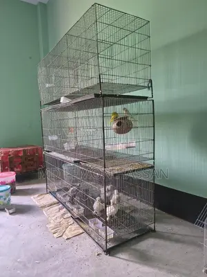 পাখির খাচা