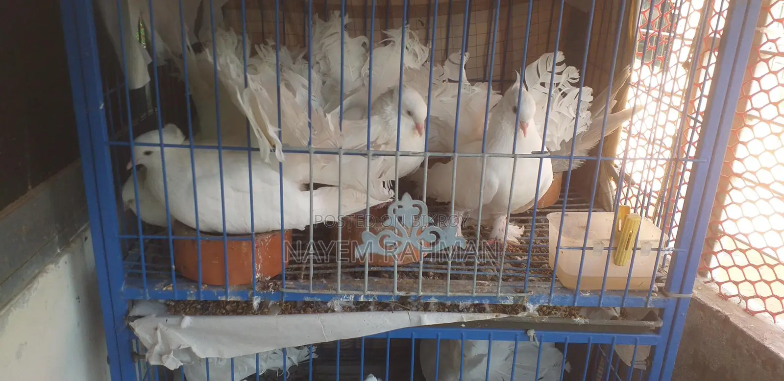 লক্ষ্যা কবুতর