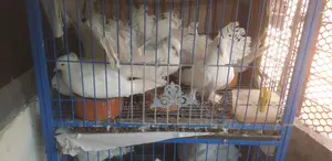 লক্ষ্যা কবুতর