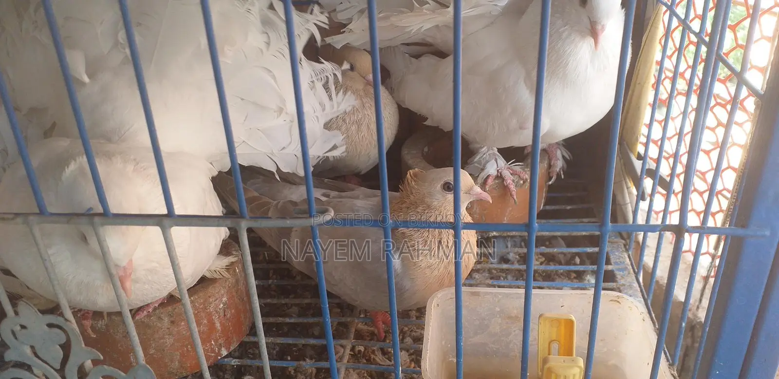 লক্ষ্যা কবুতর