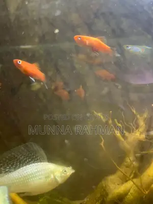 ভালো জাতের মলি