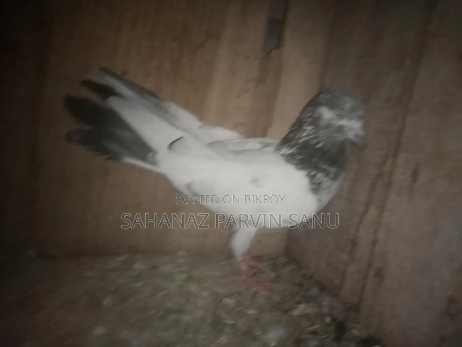 কবুতর বিক্রি হবে