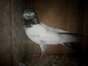 কবুতর বিক্রি হবে