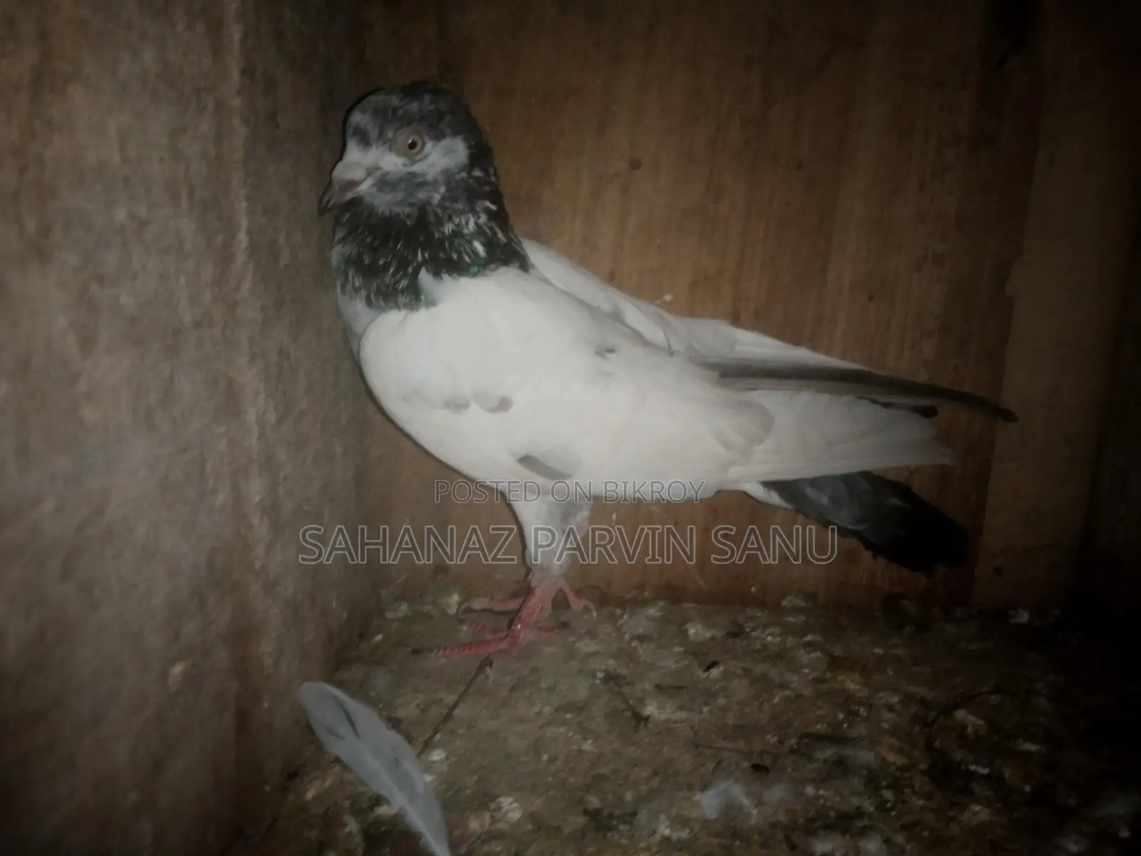 কবুতর বিক্রি হবে
