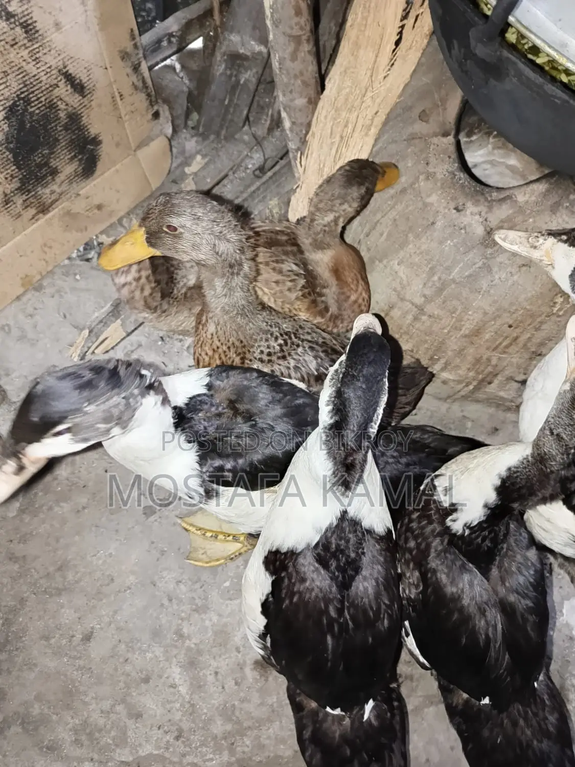 4 Chinese ducks for sale at an incredible price