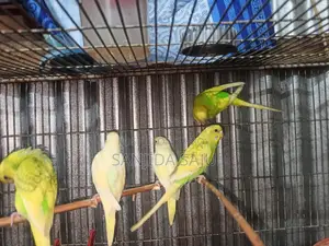বাজরিগার পাখি