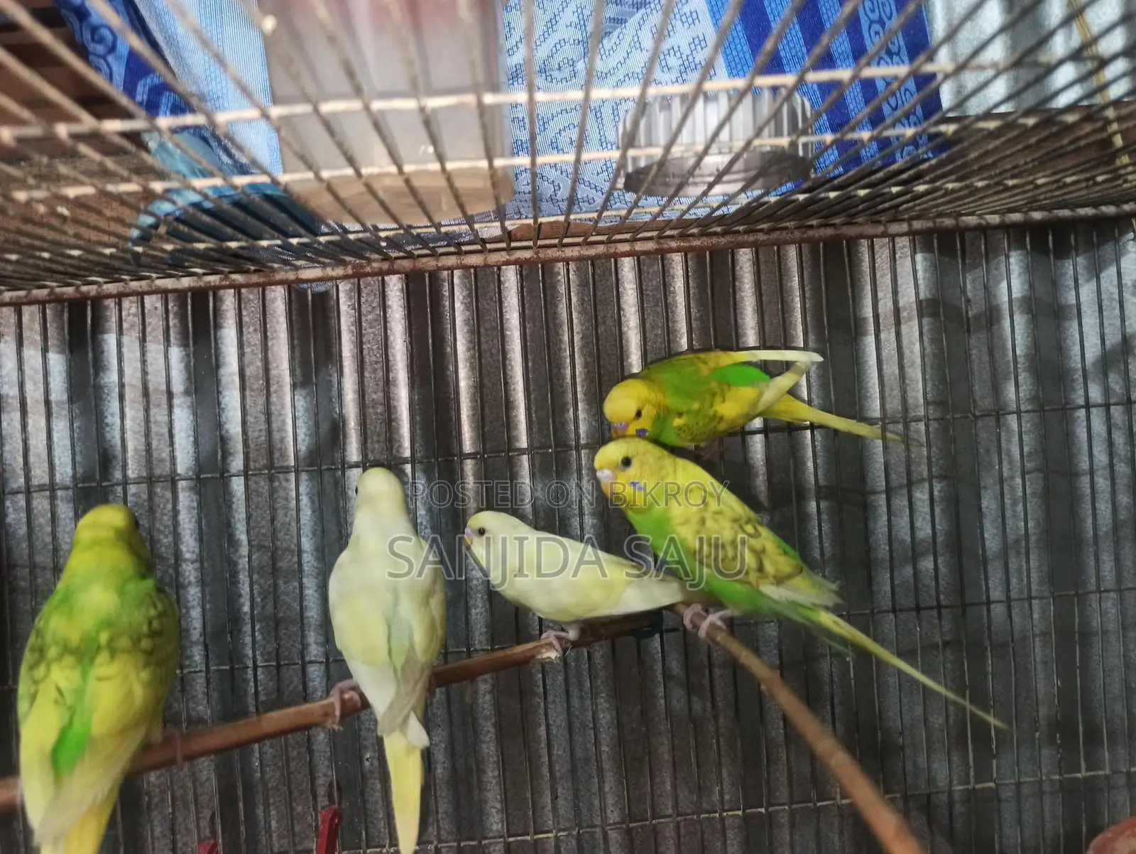 বাজরিগার পাখি