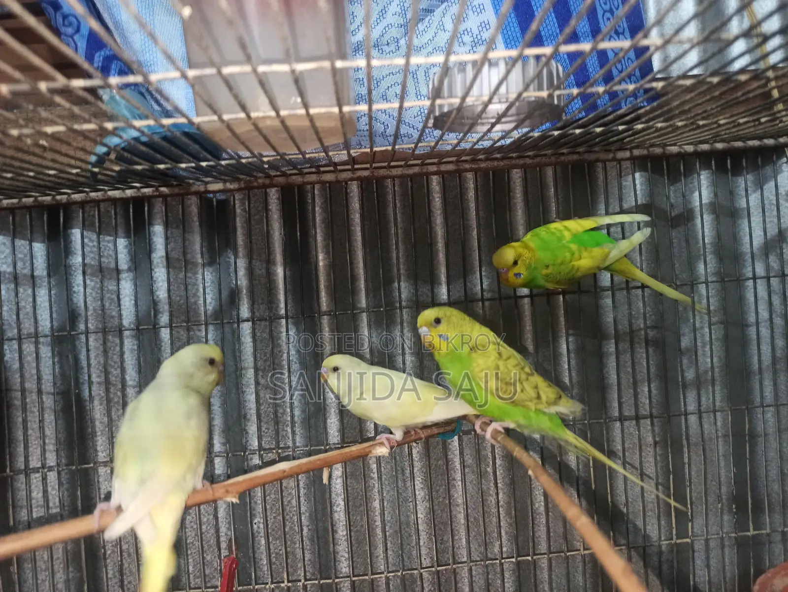 বাজরিগার পাখি