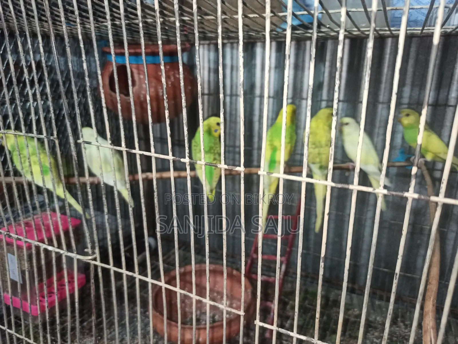 বাজরিগার পাখি