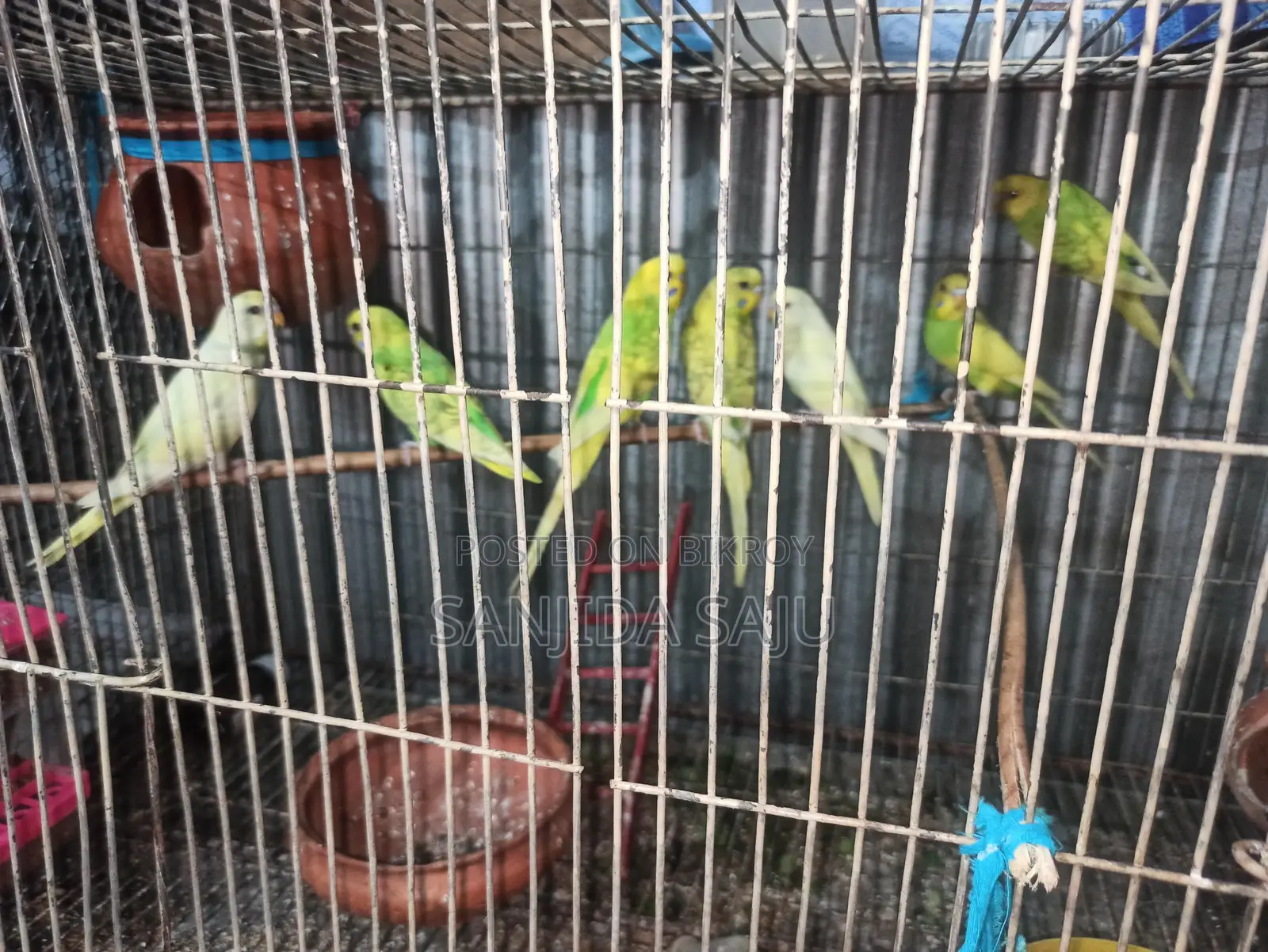 বাজরিগার পাখি