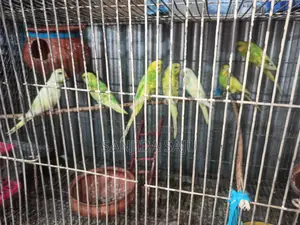 বাজরিগার পাখি
