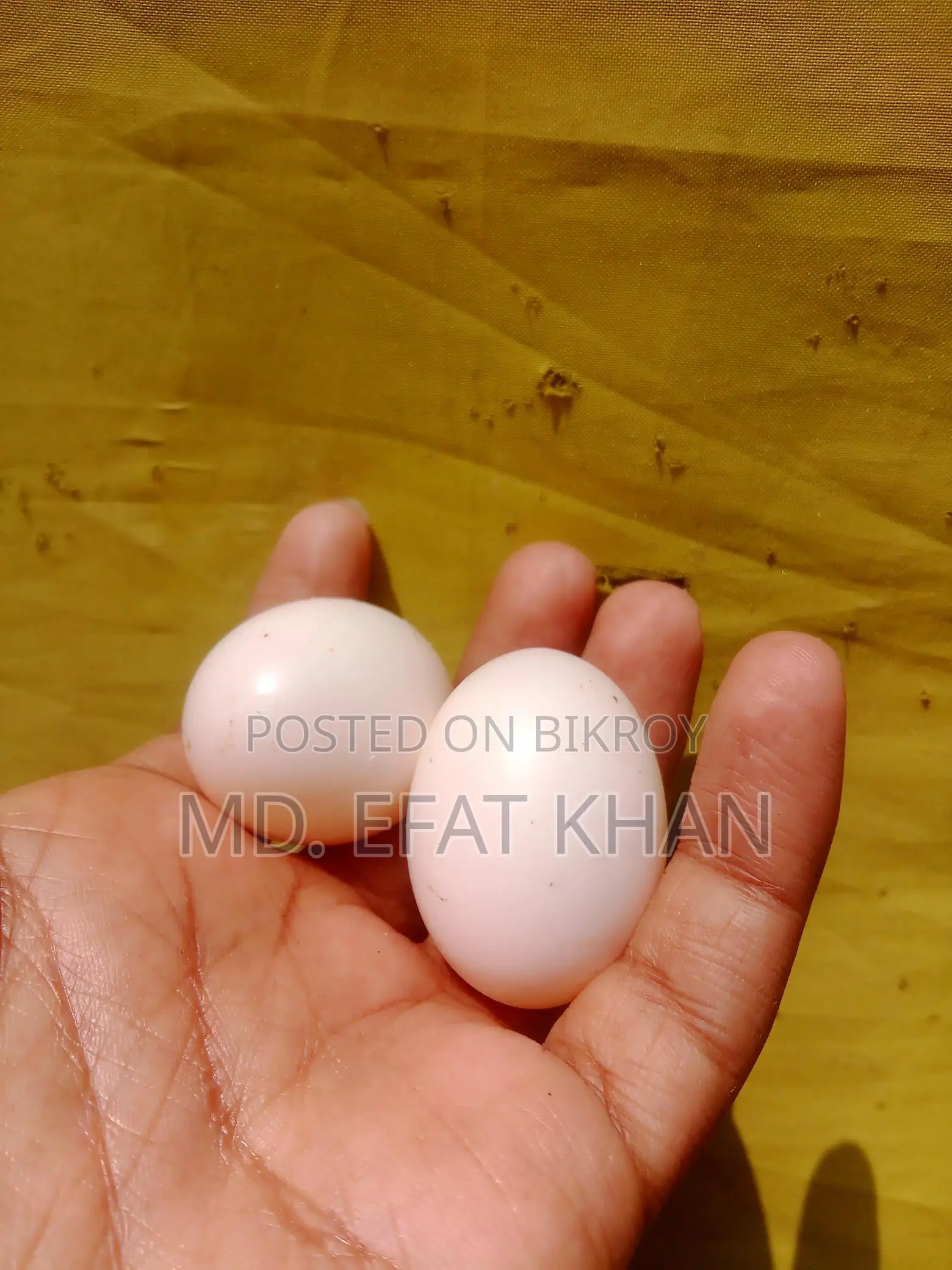 1 pair of Giribaz pigeon eggs
