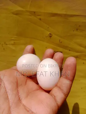 1 pair of Giribaz pigeon eggs