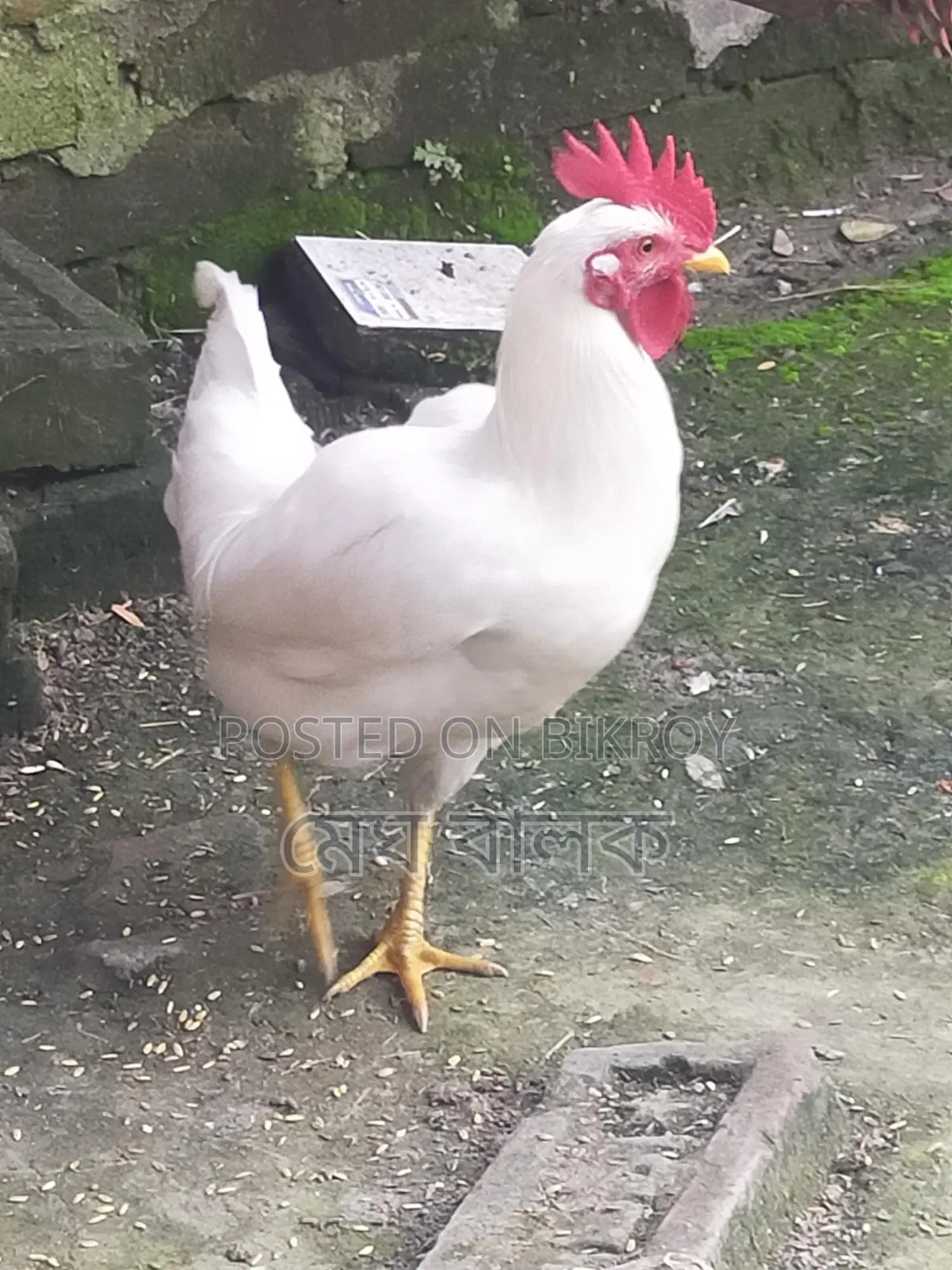 দেশি মোরগ