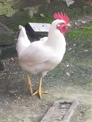 দেশি মোরগ