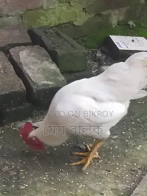 দেশি মোরগ