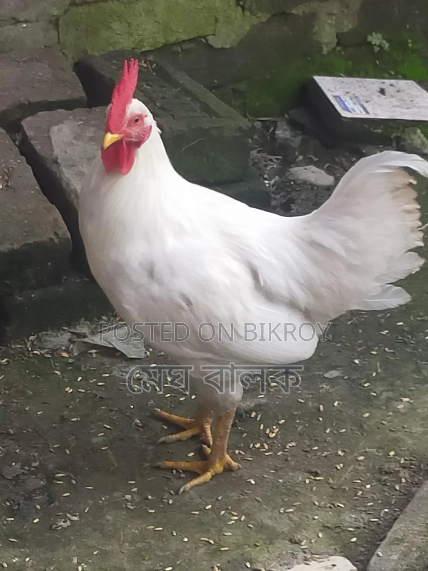 দেশি মোরগ