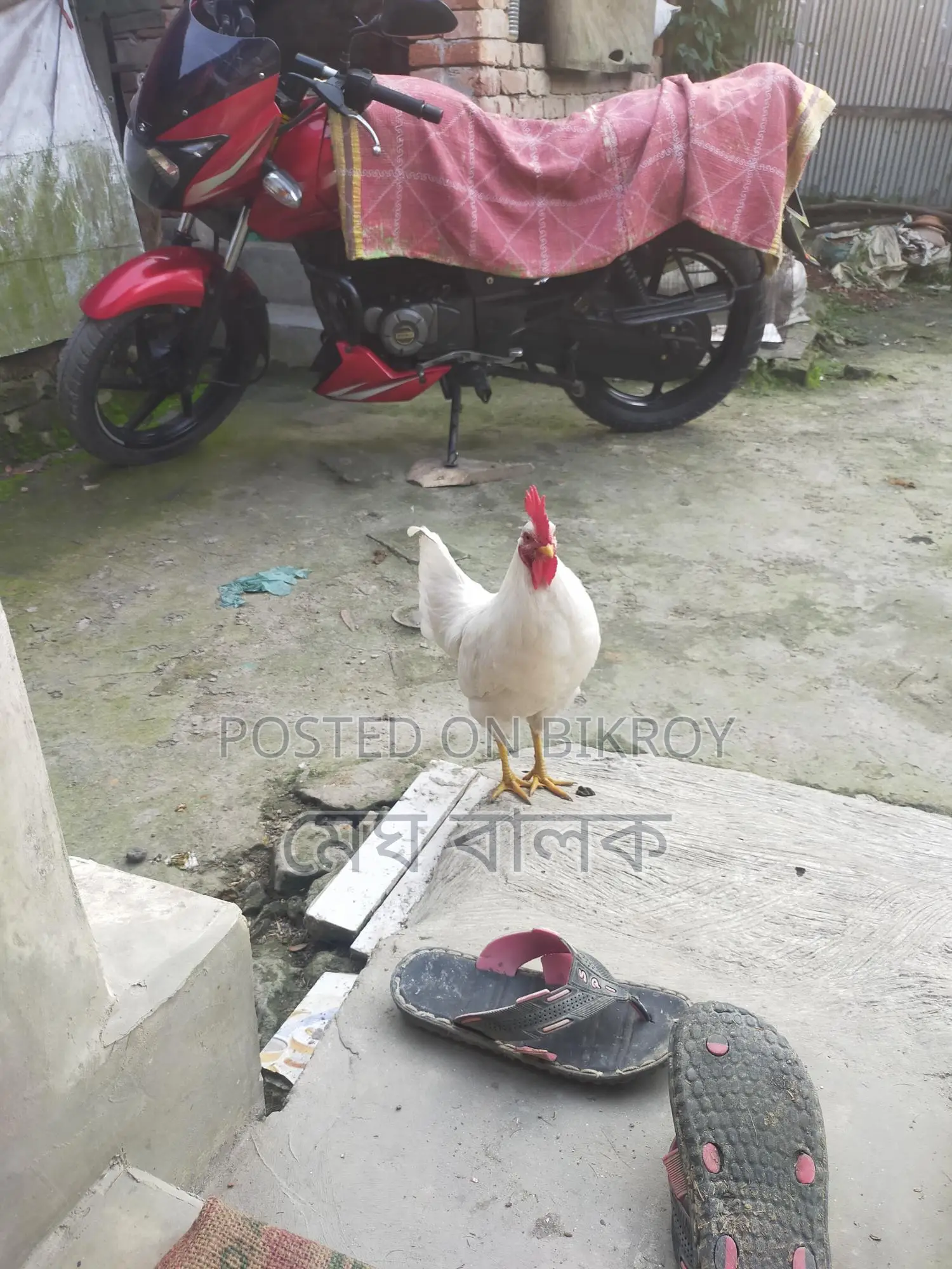 দেশি মোরগ