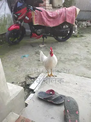 দেশি মোরগ