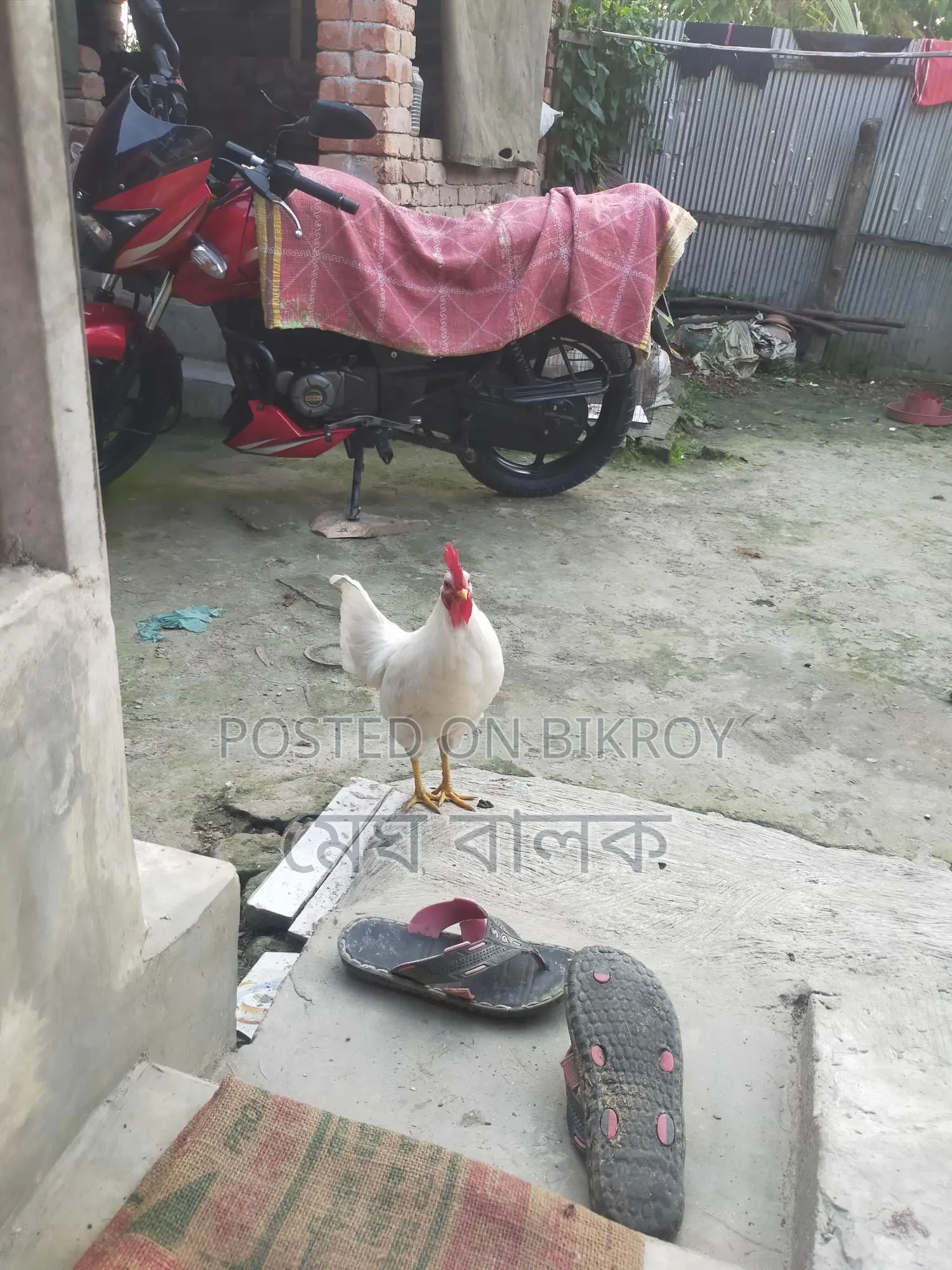 দেশি মোরগ