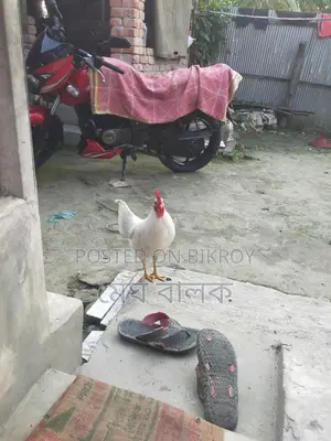 দেশি মোরগ