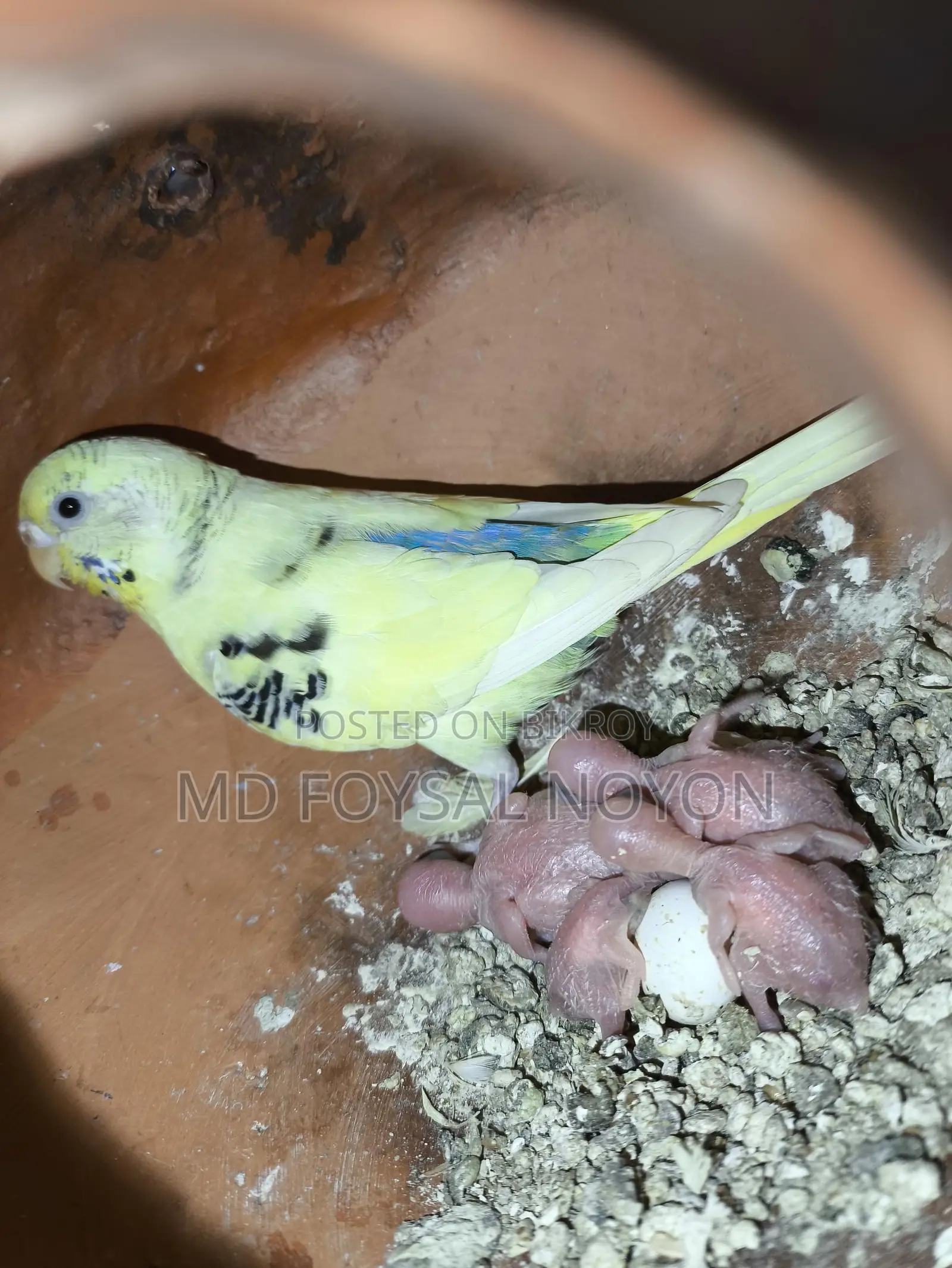বাজরিগার পাখি, বাচ্চাসহ