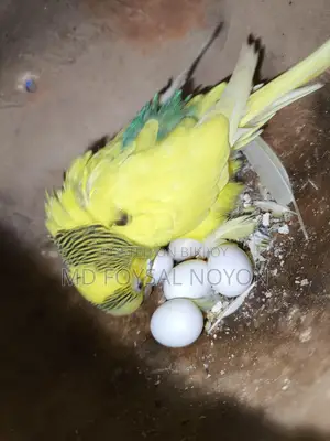বাজরিগার পাখি, বাচ্চাসহ