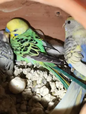 বাজরিগার পাখি, বাচ্চাসহ